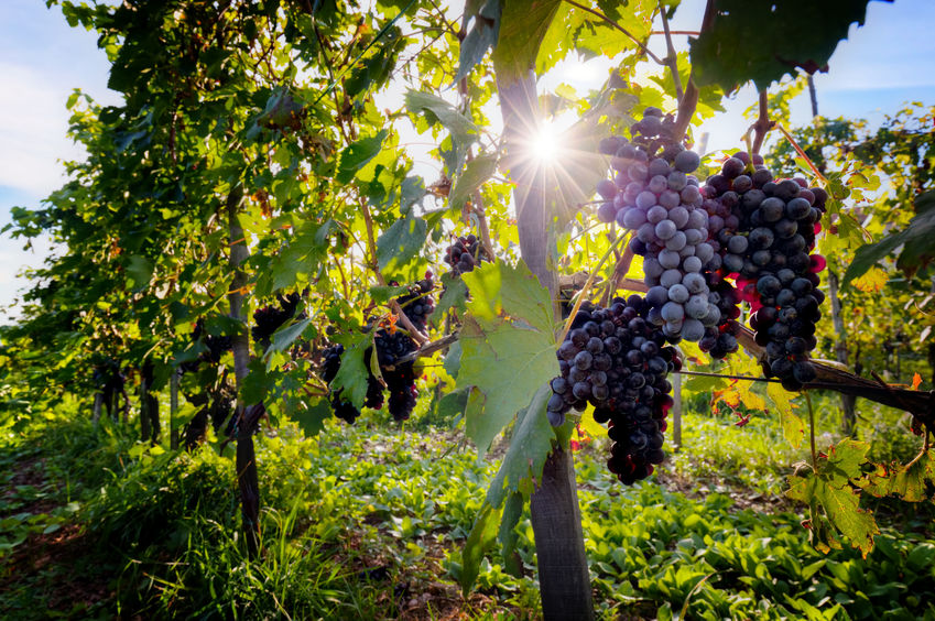 Miért fontos a minőségi szőlő támrendszer kialakítása?