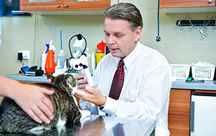 Szemészeti kezelések háziállatok számára